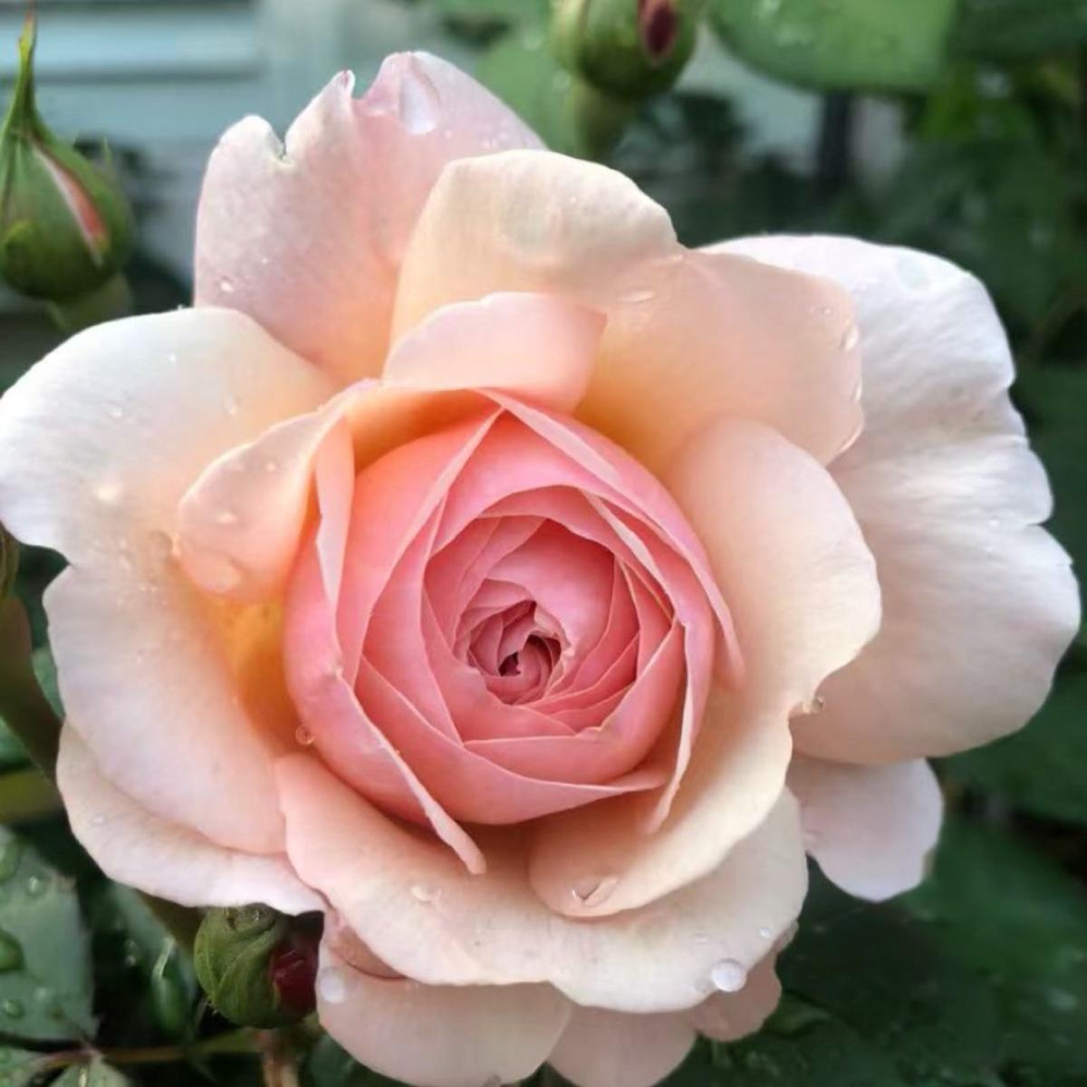 什罗普郡少年 Rosestyle 鲜活玫瑰植株