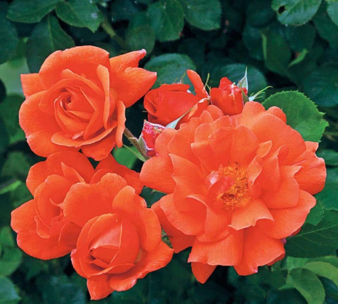 All Above rose plant from Rosestyle