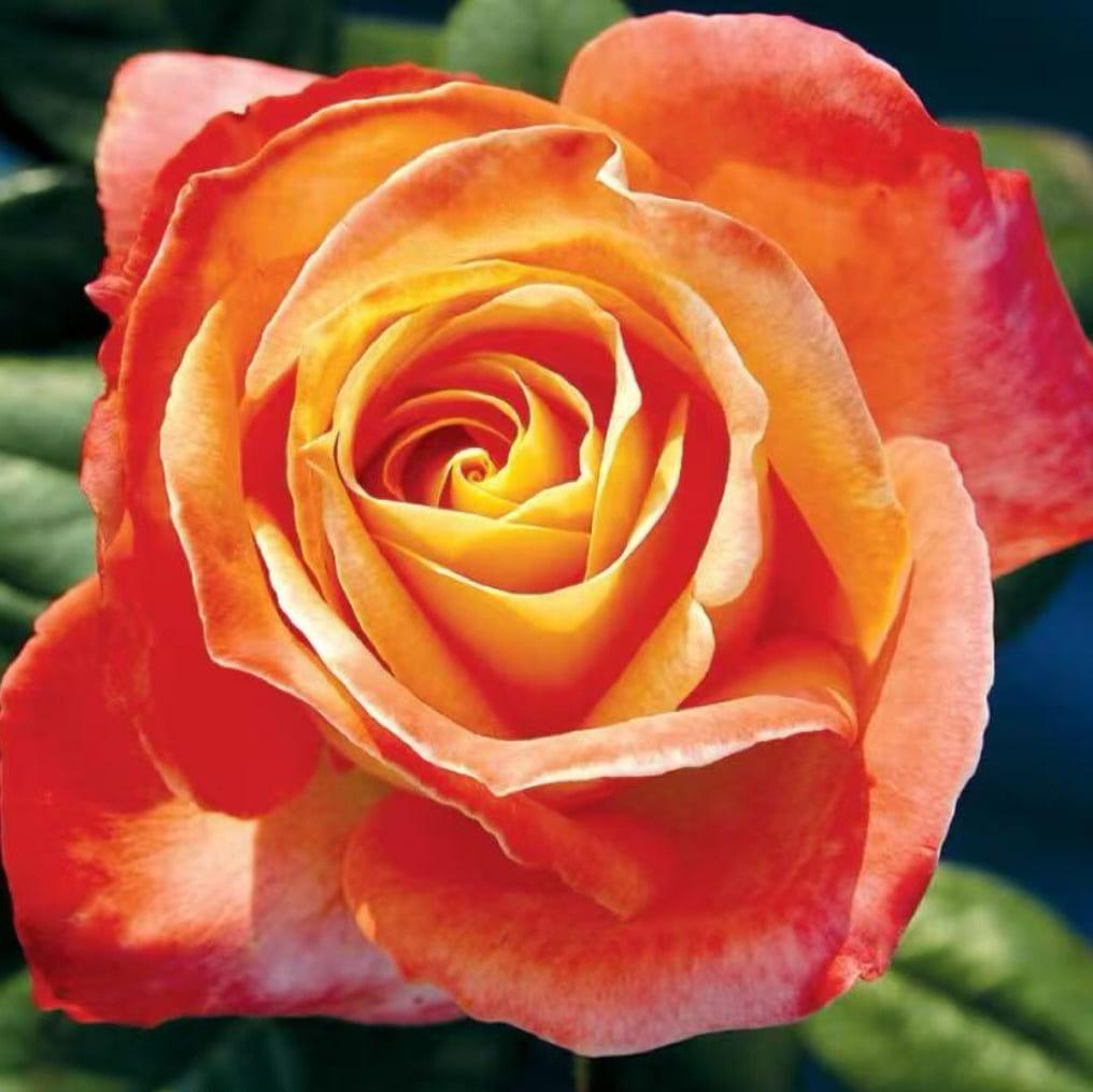 安妮玛丽 Rosestyle 鲜活玫瑰植株