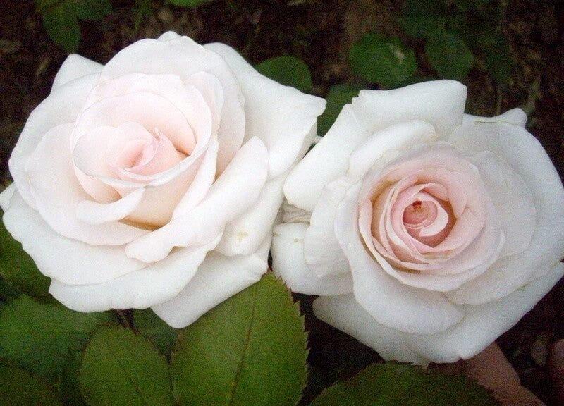 Anniversary Blush rose plant from Rosestyle