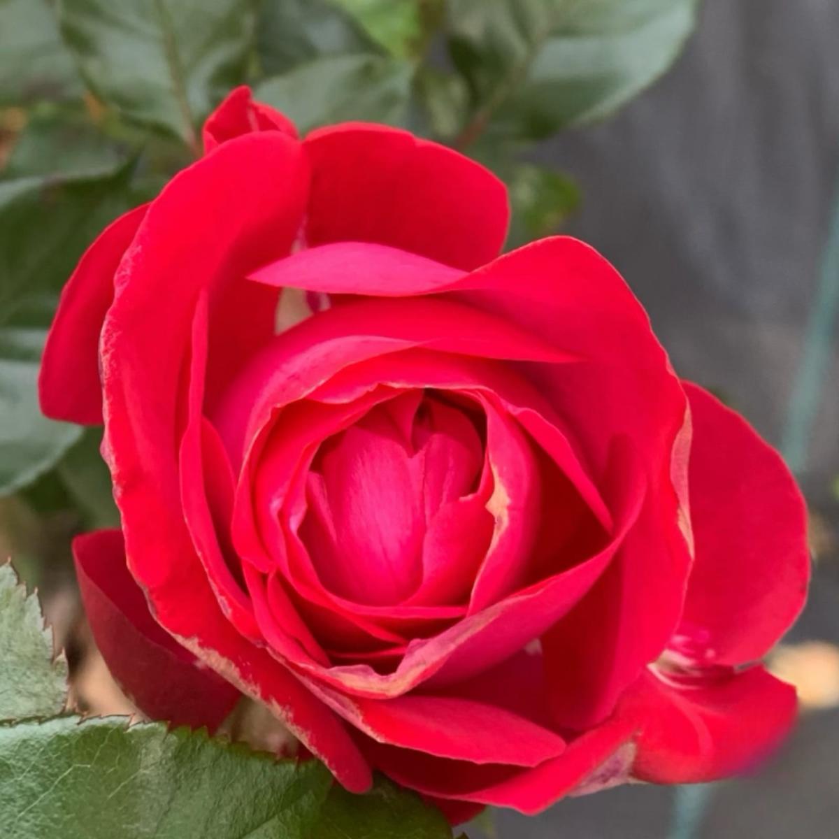 Antique 98 rose plant from Rosestyle