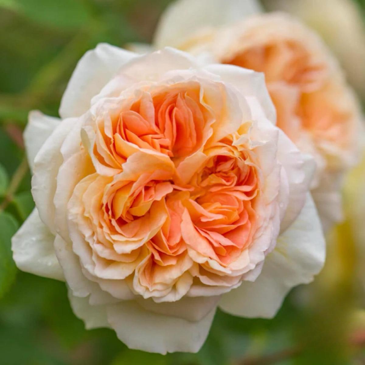 所罗门王 Rosestyle 鲜活玫瑰植株