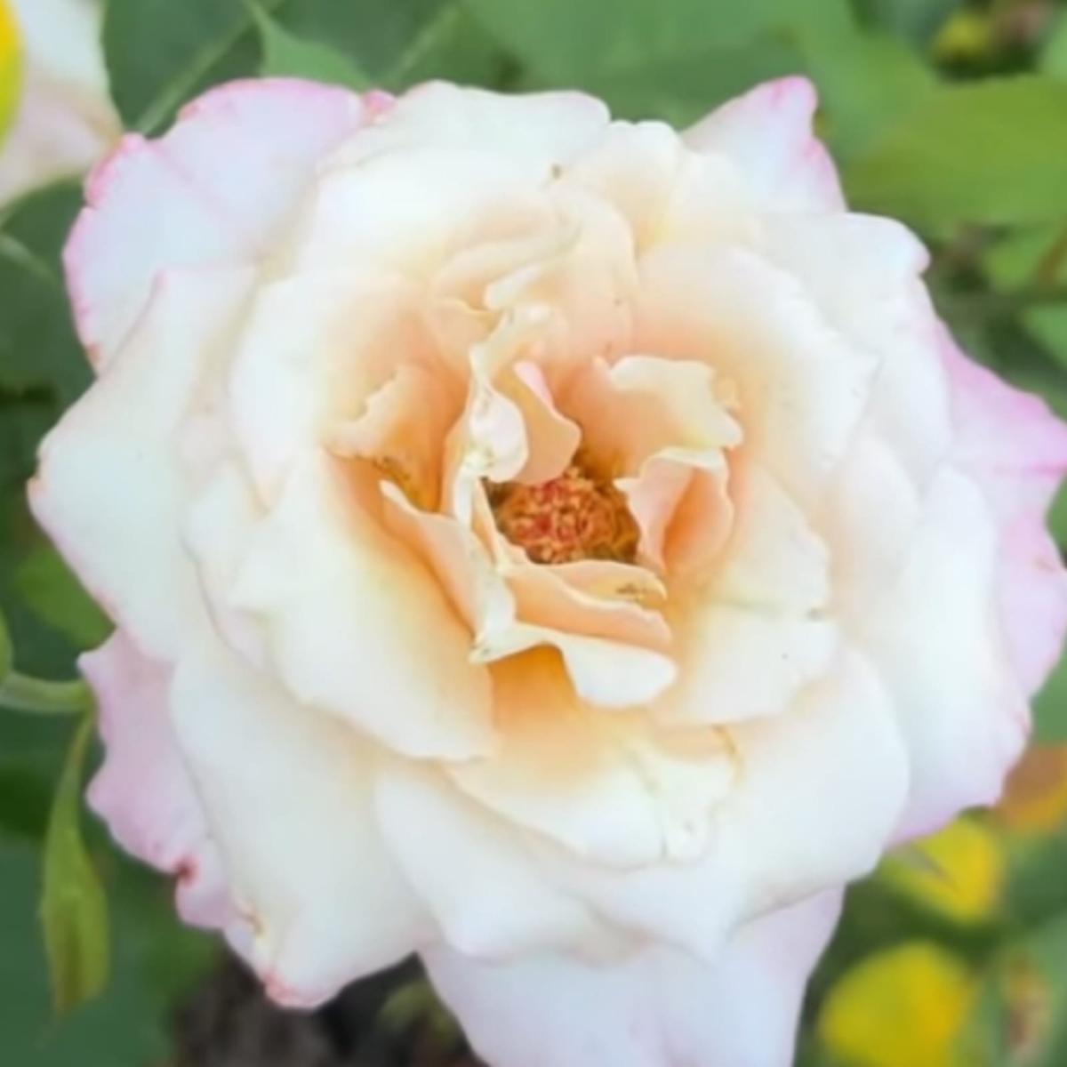 Belinda's Blush rose plant from Rosestyle