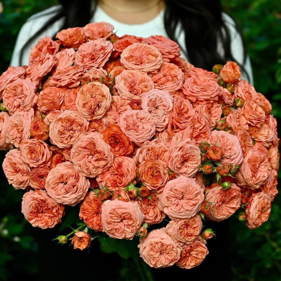 Bella Trendsetter rose plant from Rosestyle
