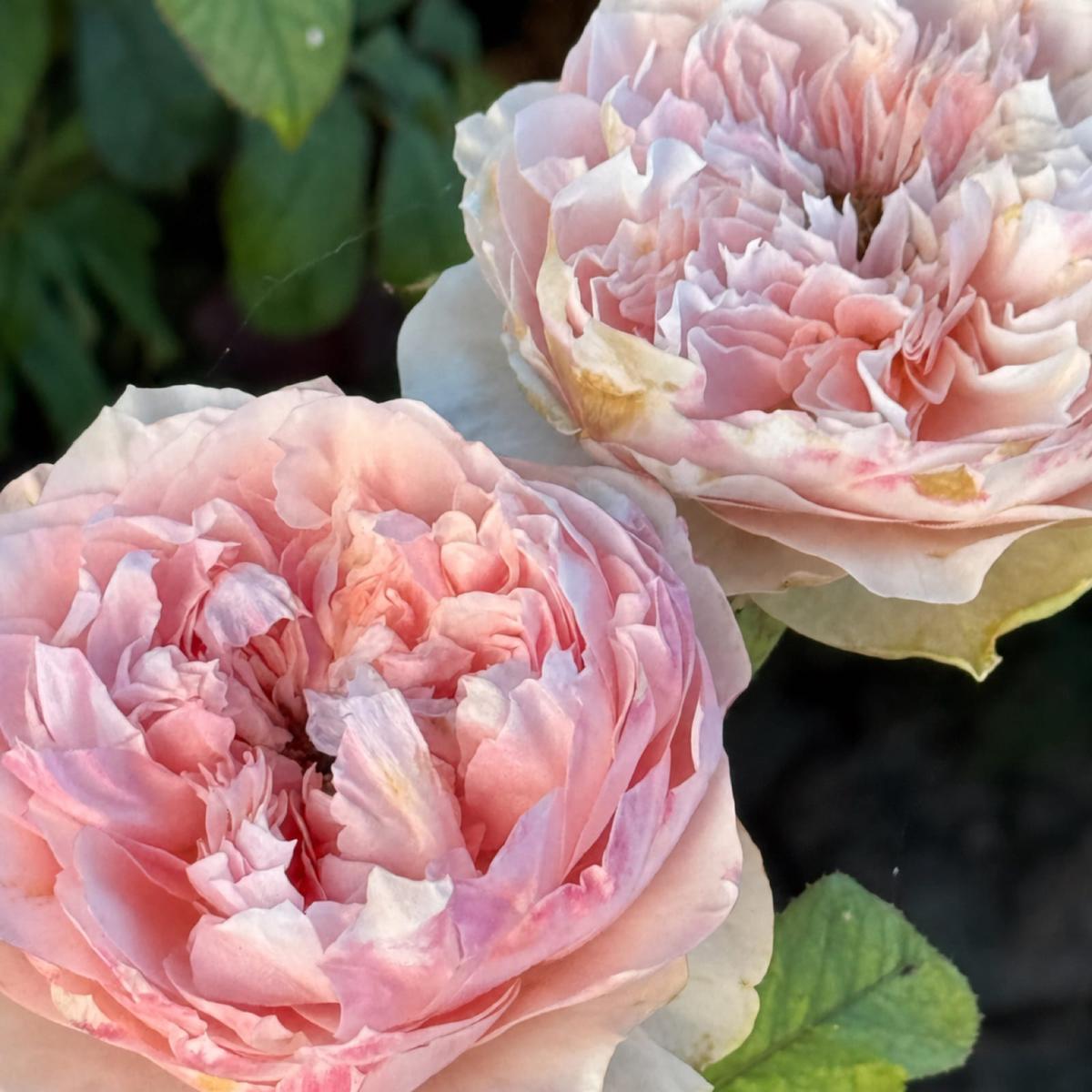 Bloomsbury rose plant from Rosestyle
