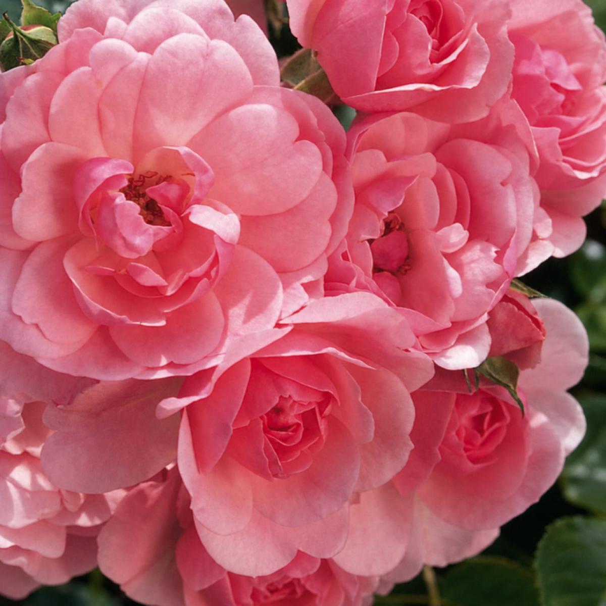 Bonica rose plant from Rosestyle