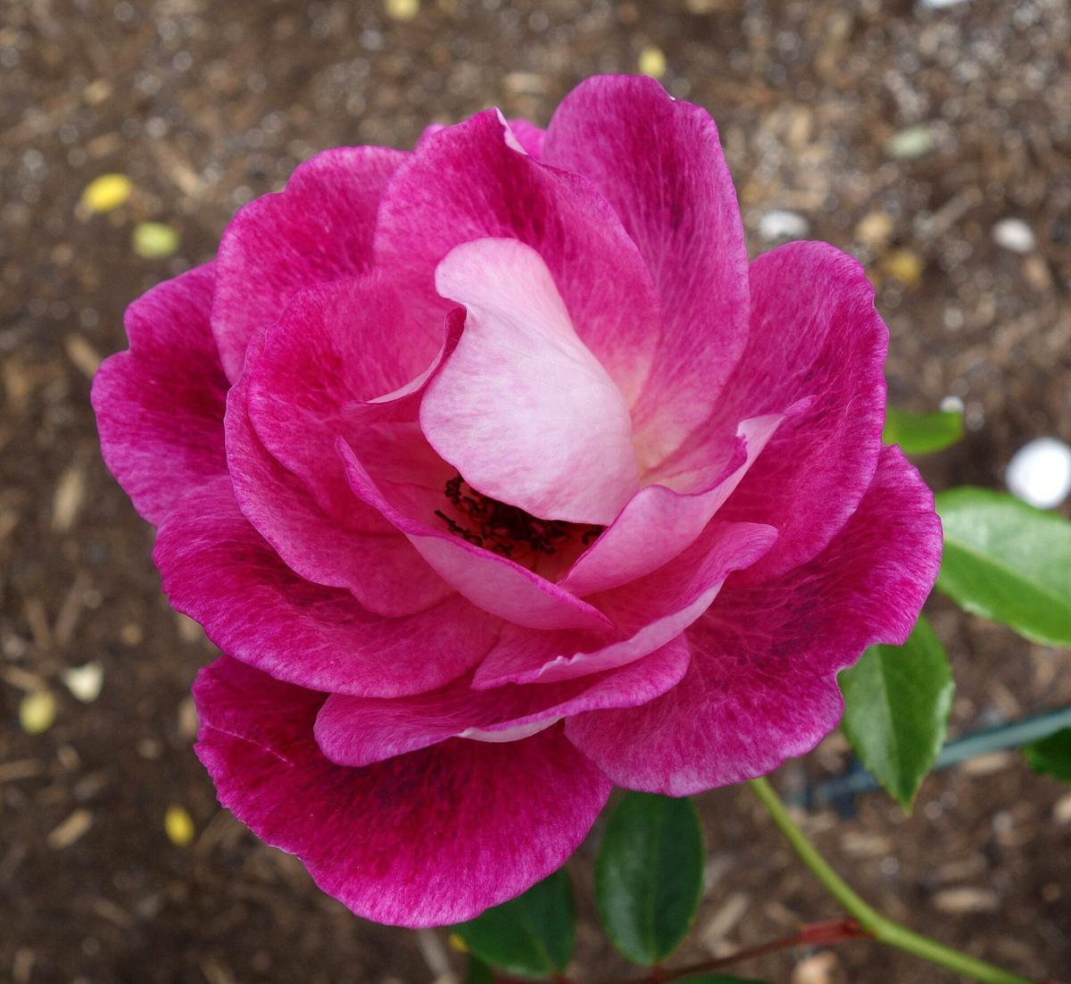 Brilliant Pink Iceberg rose plant from Rosestyle