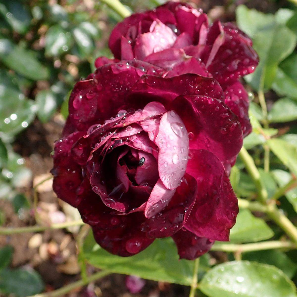 Burgundy Iceberg rose plant from Rosestyle