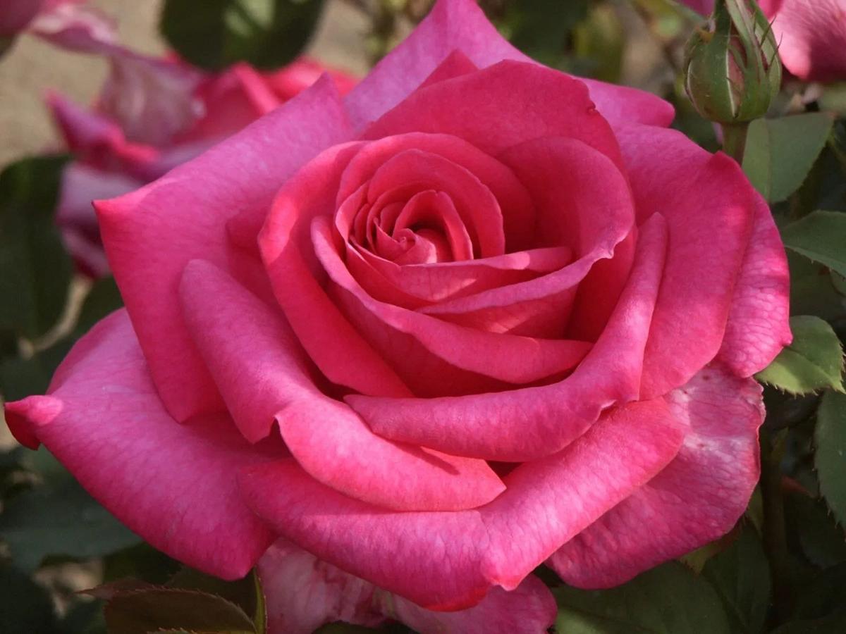 Buxom Beauty rose plant from Rosestyle