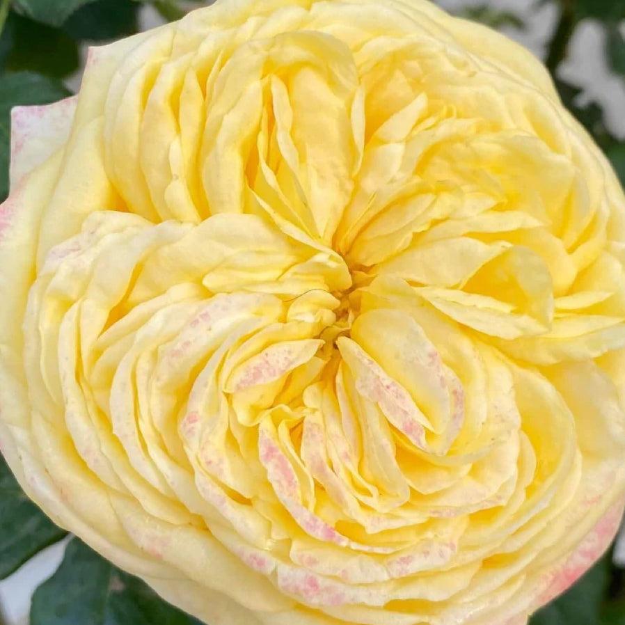 Cassandra rose plant from Rosestyle