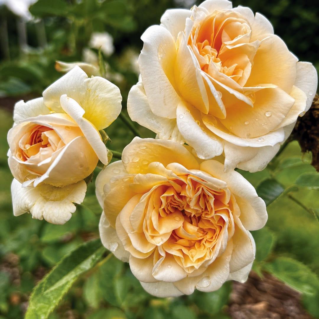 香槟 Rosestyle 鲜活玫瑰植株