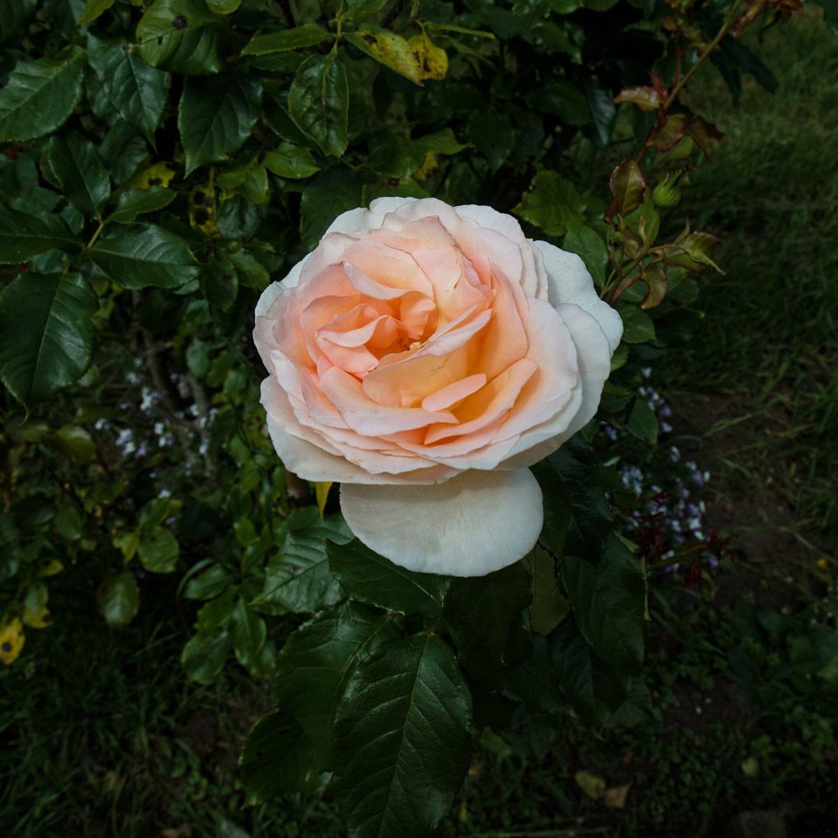 Chandos Beauty rose plant from Rosestyle