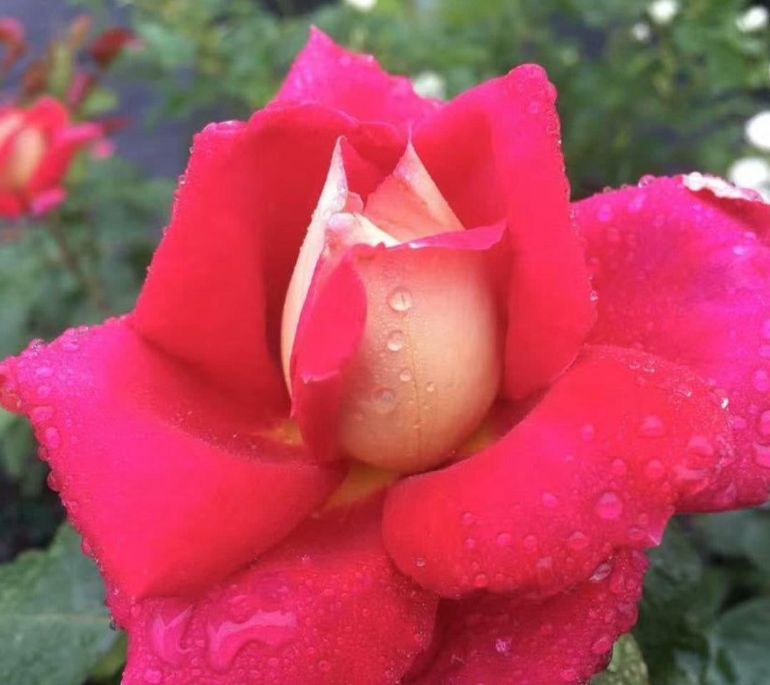 Cherries & Champagne rose plant from Rosestyle