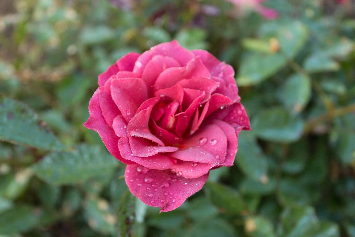 Cinco de Mayo rose plant from Rosestyle