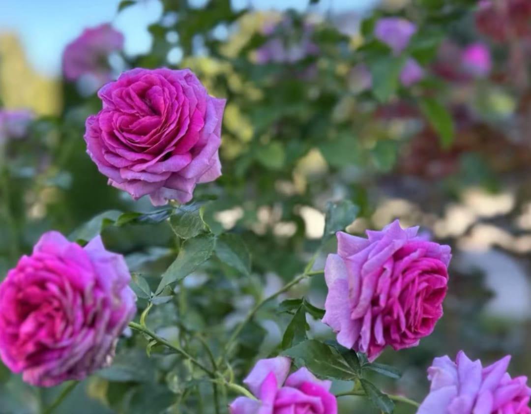 Cosmic Clouds rose plant from Rosestyle