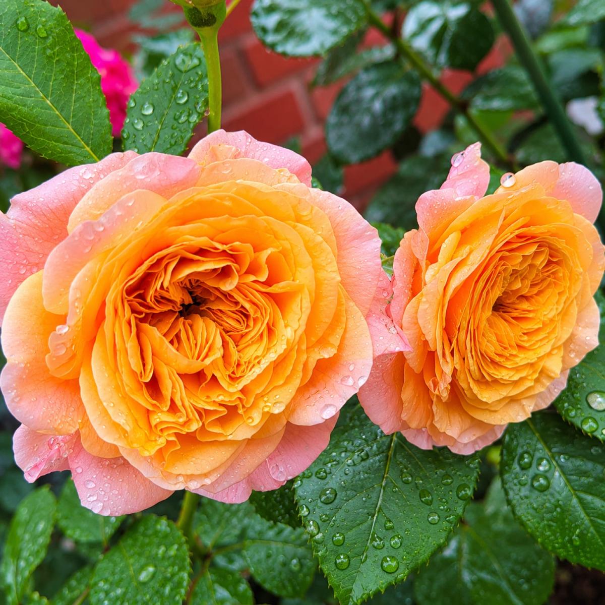 疯狂的爱 Rosestyle 鲜活玫瑰植株