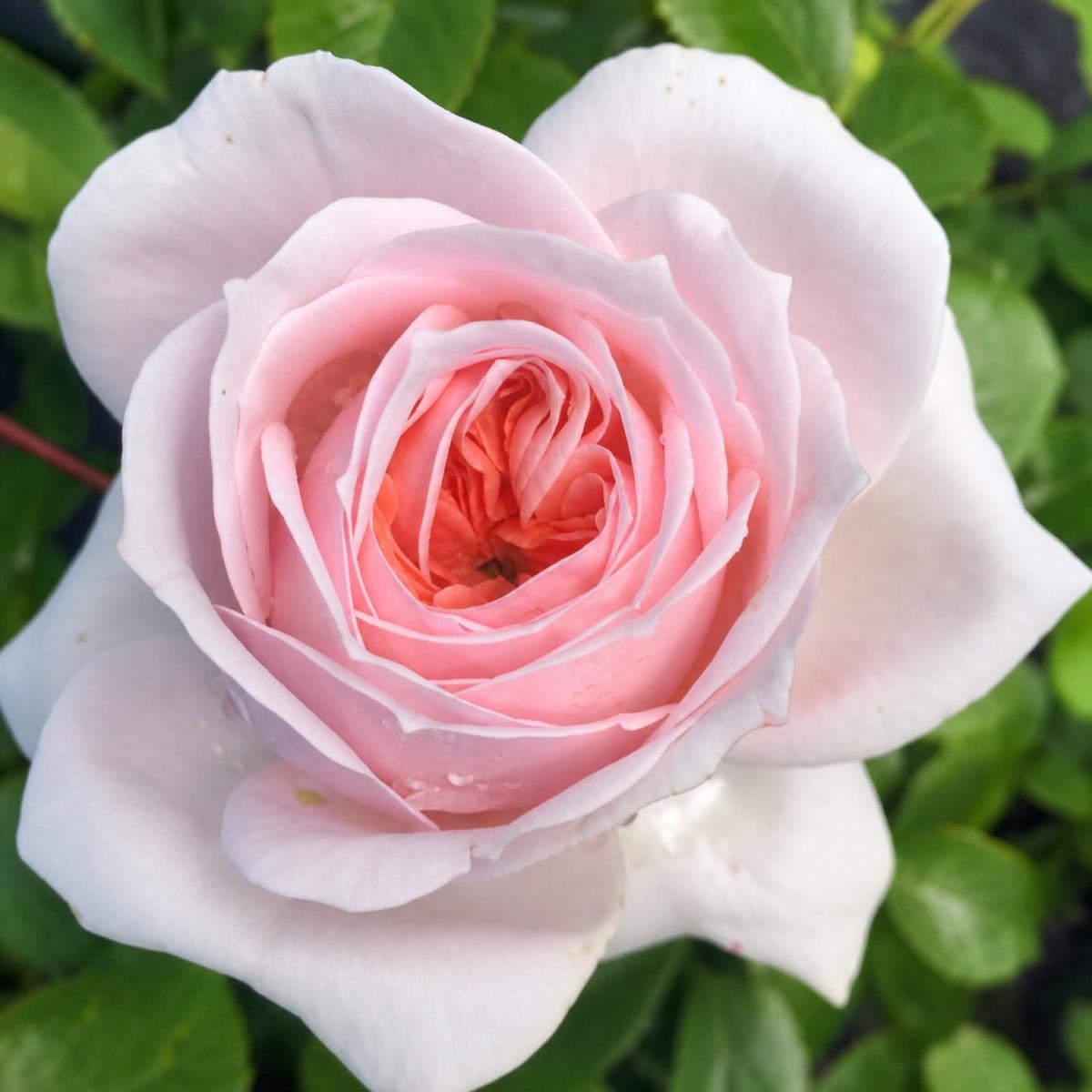 奶油门廊 Rosestyle 鲜活玫瑰植株