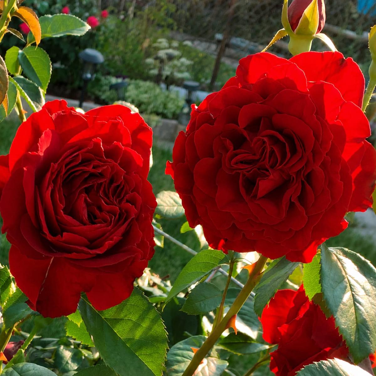 深红瀑布 Rosestyle 鲜活玫瑰植株