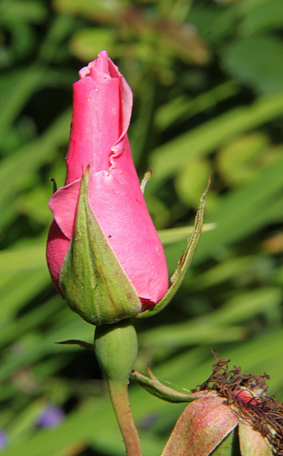 Dainty Bess rose plant from Rosestyle