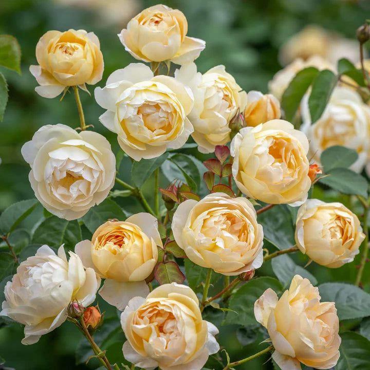 Dannahue rose plant from Rosestyle
