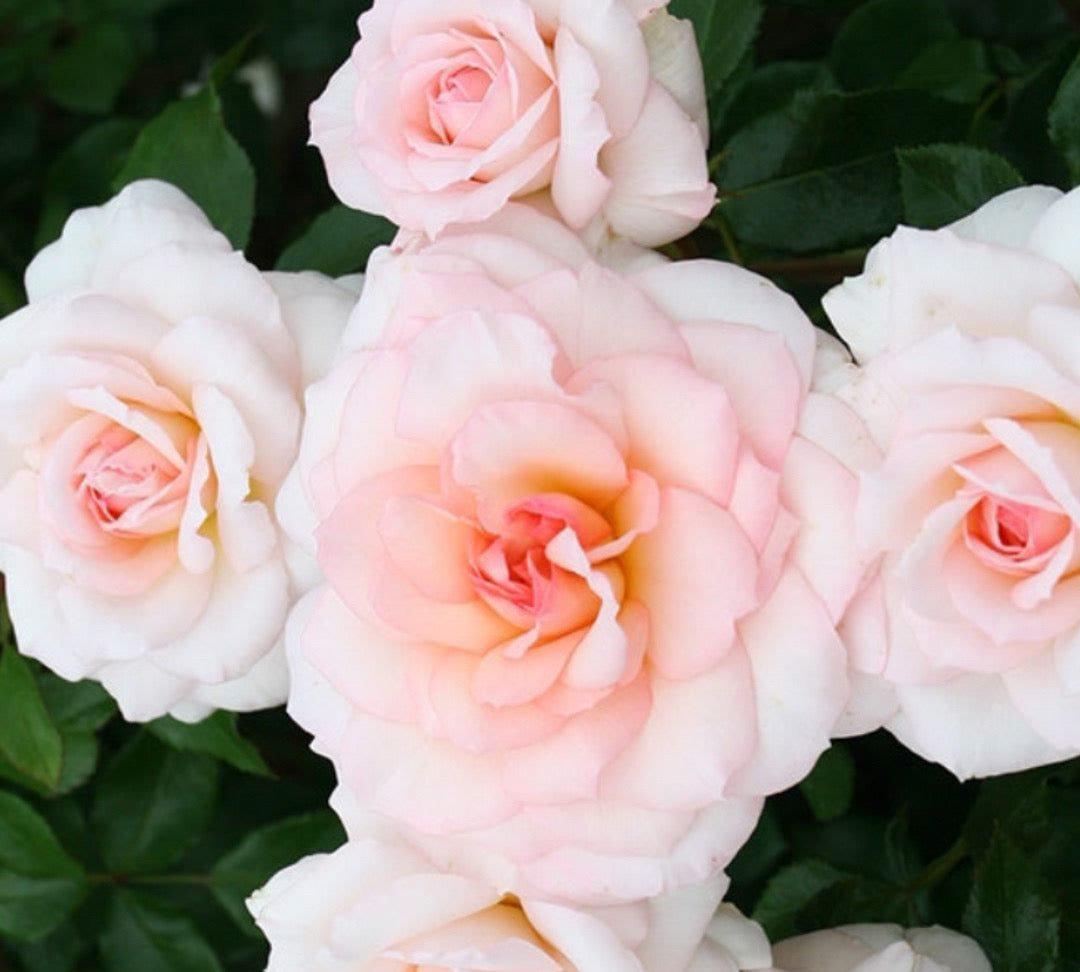 Elegant Fairytale rose plant from Rosestyle
