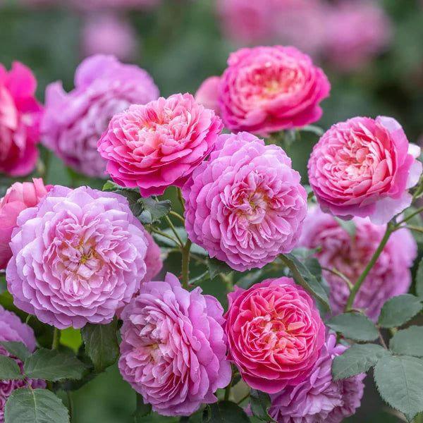 Emma Bridgewater rose plant from Rosestyle
