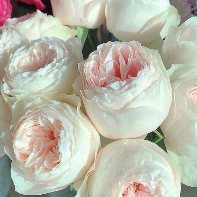 Emma Woodhouse rose plant from Rosestyle