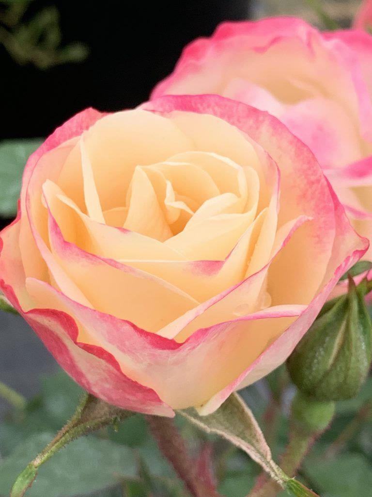 Enchanted Meadow rose plant from Rosestyle