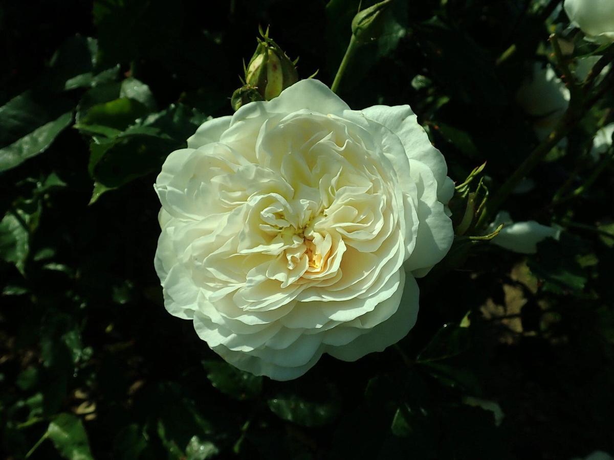 England's Rose rose plant from Rosestyle