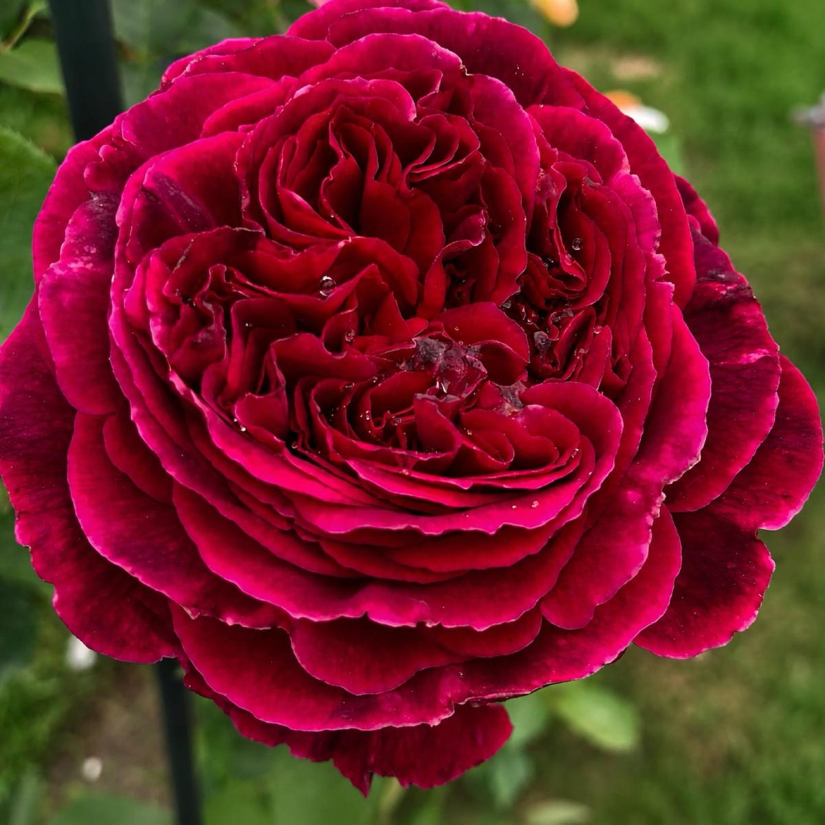 福斯塔夫 Rosestyle 鲜活玫瑰植株