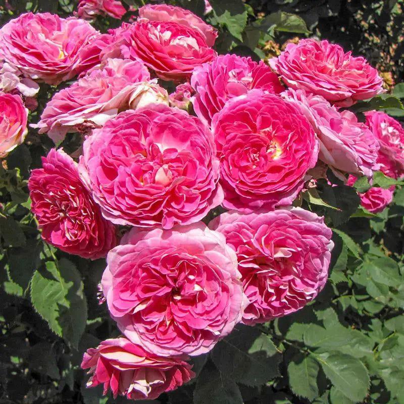 Fashion Forward rose plant from Rosestyle