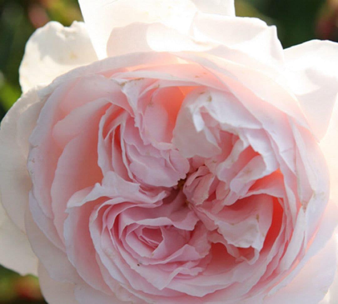First Crush Parfuma rose plant from Rosestyle