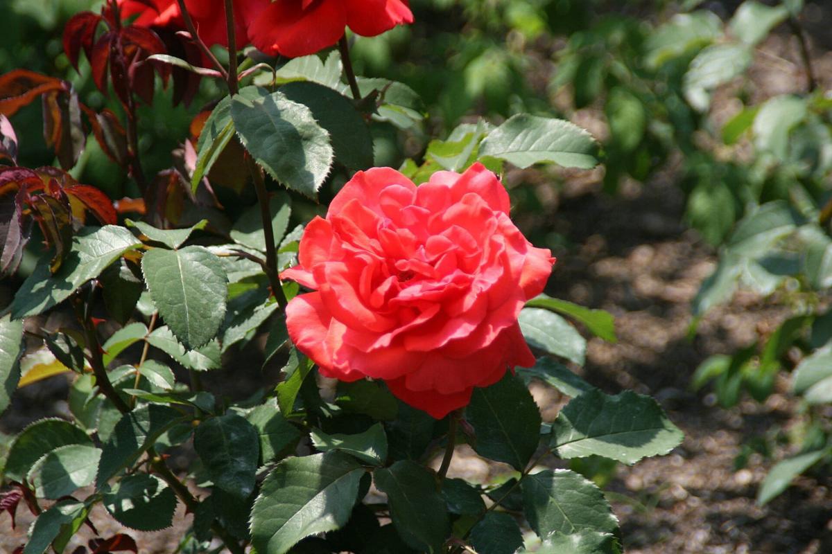 Fragrant Cloud rose plant from Rosestyle