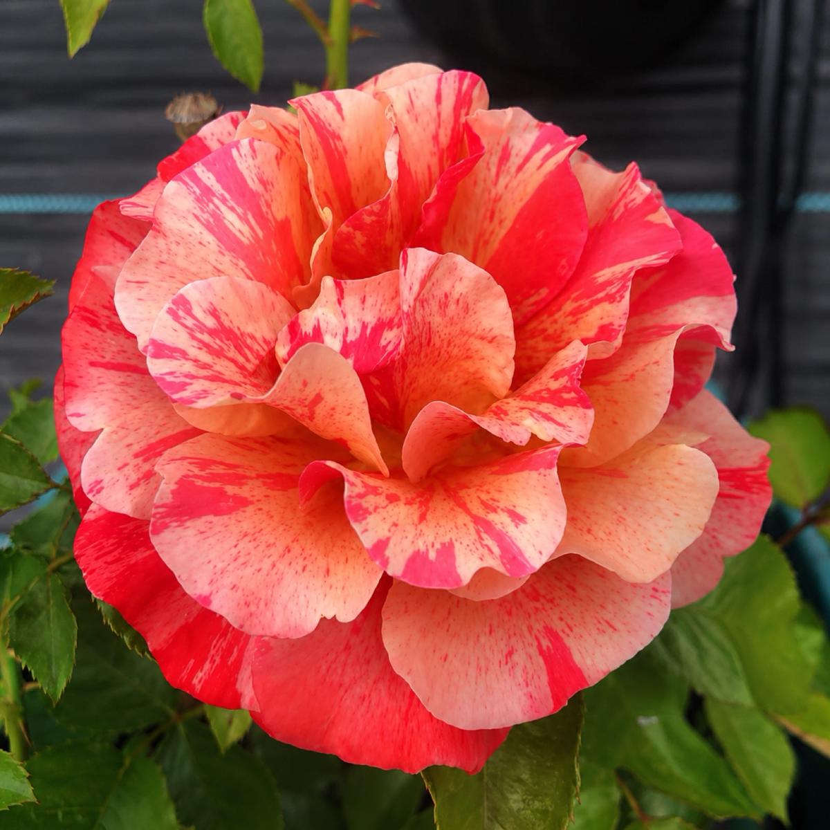 弗里达·卡罗 Rosestyle 鲜活玫瑰植株