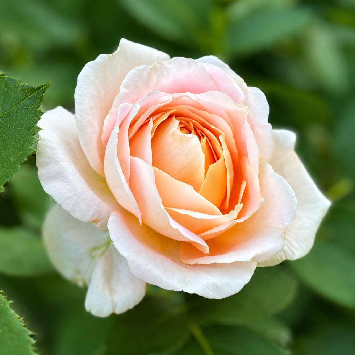 Fun in the Sun rose plant from Rosestyle