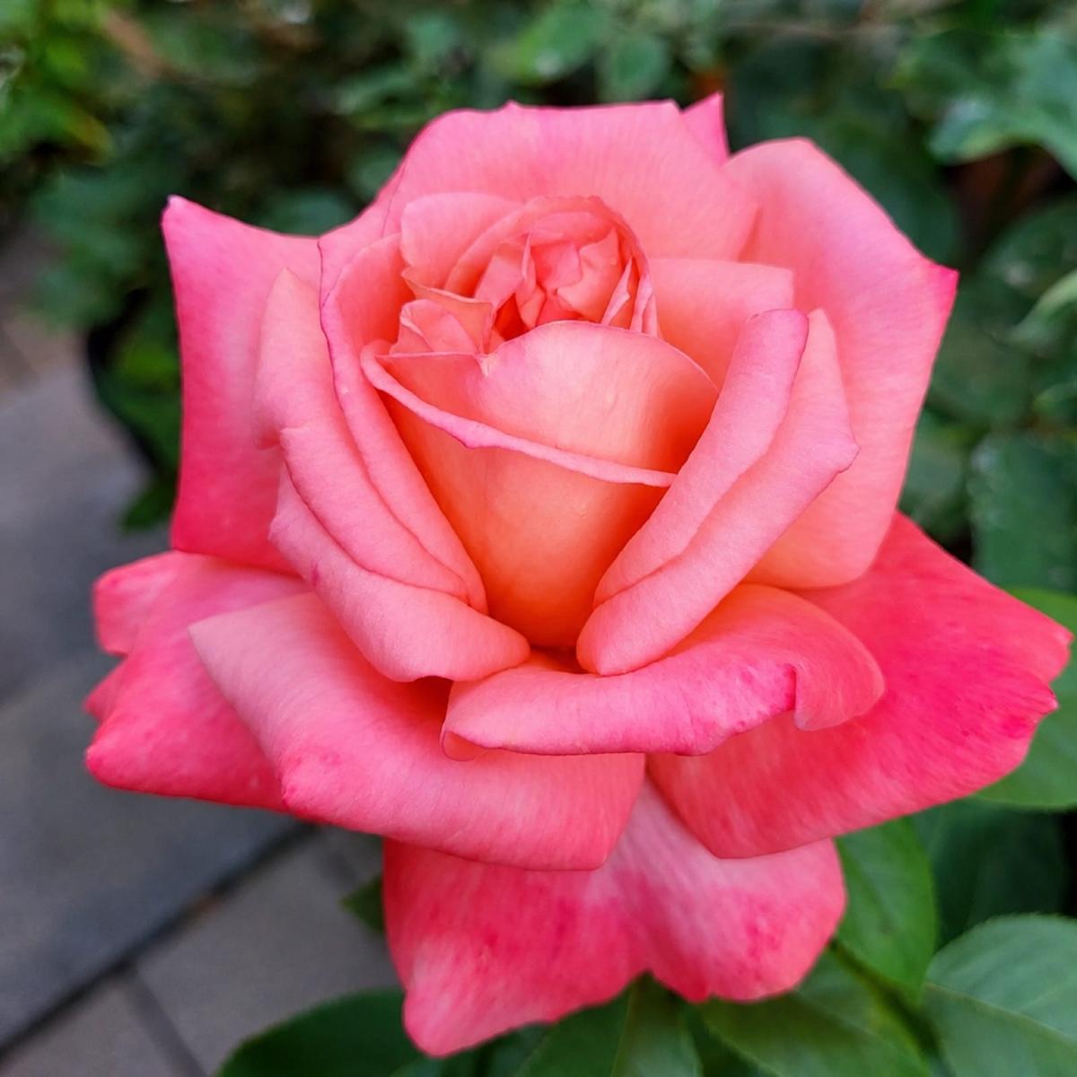 Heavenly Scented rose plant from Rosestyle