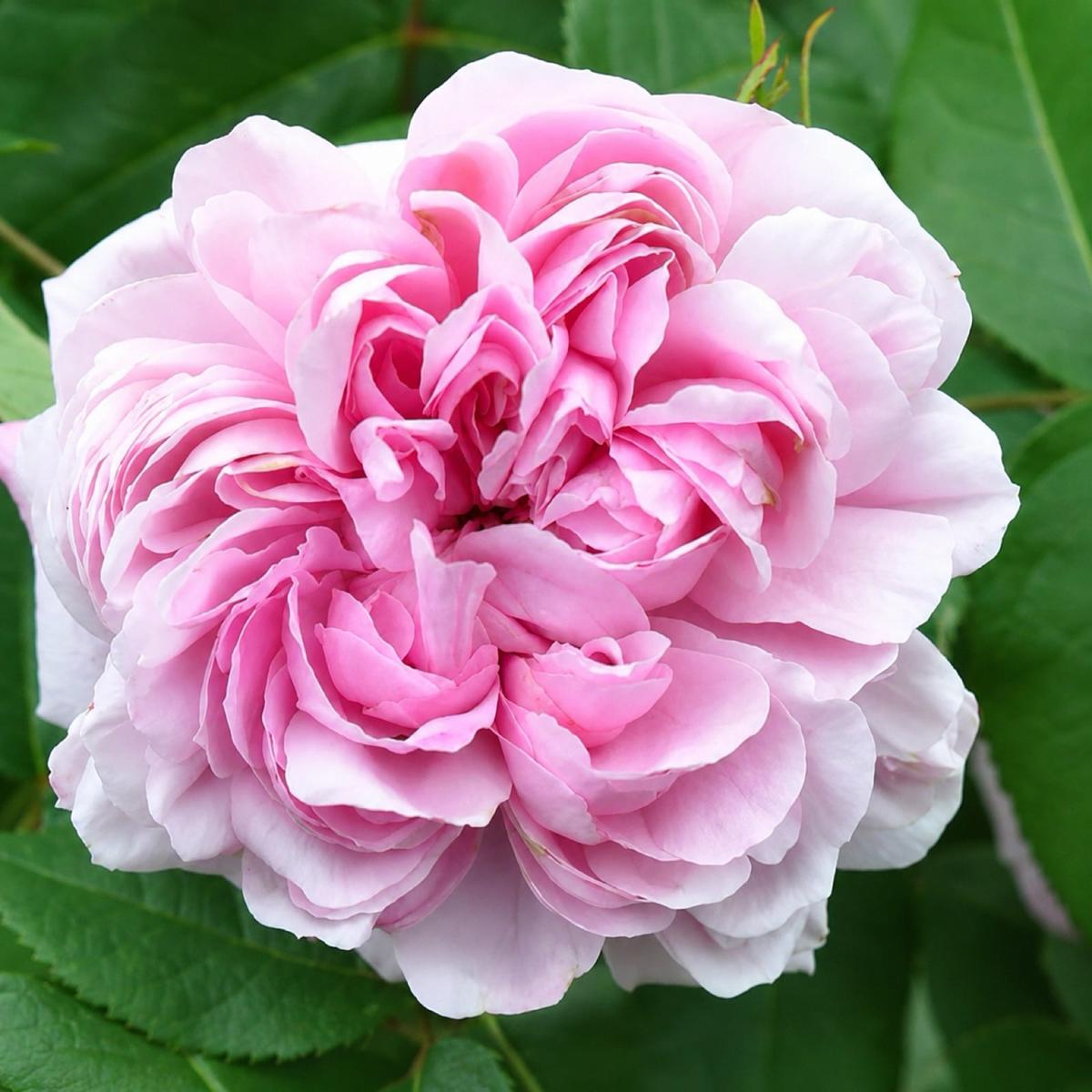 传家宝 Rosestyle 鲜活玫瑰植株