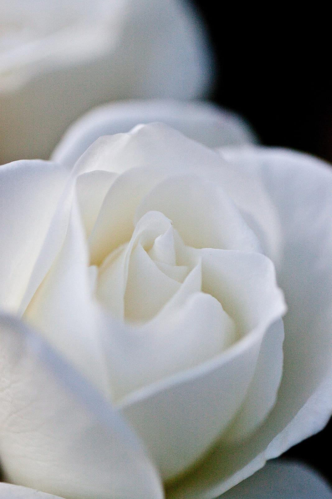 Iceberg rose plant from Rosestyle