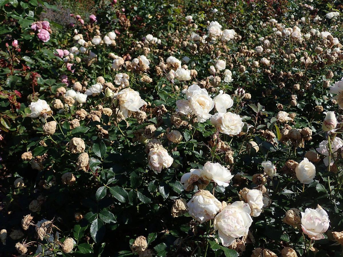 Icecap rose plant from Rosestyle