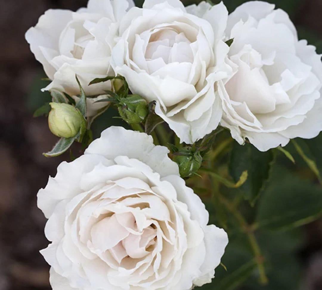 Icecup rose plant from Rosestyle