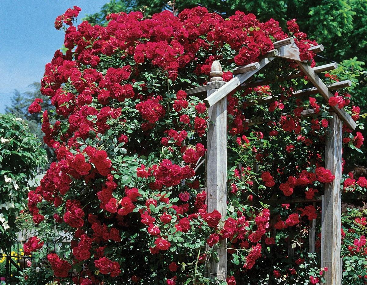Improved Blaze Red rose plant from Rosestyle