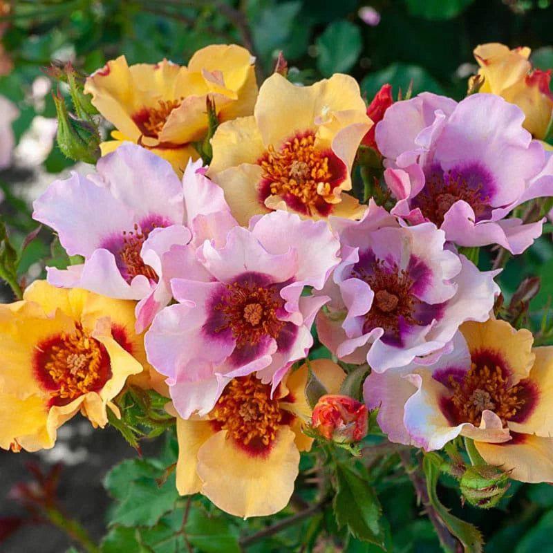 In Your Eyes rose plant from Rosestyle