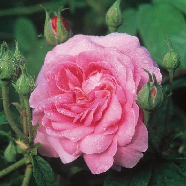 Ispahan rose plant from Rosestyle