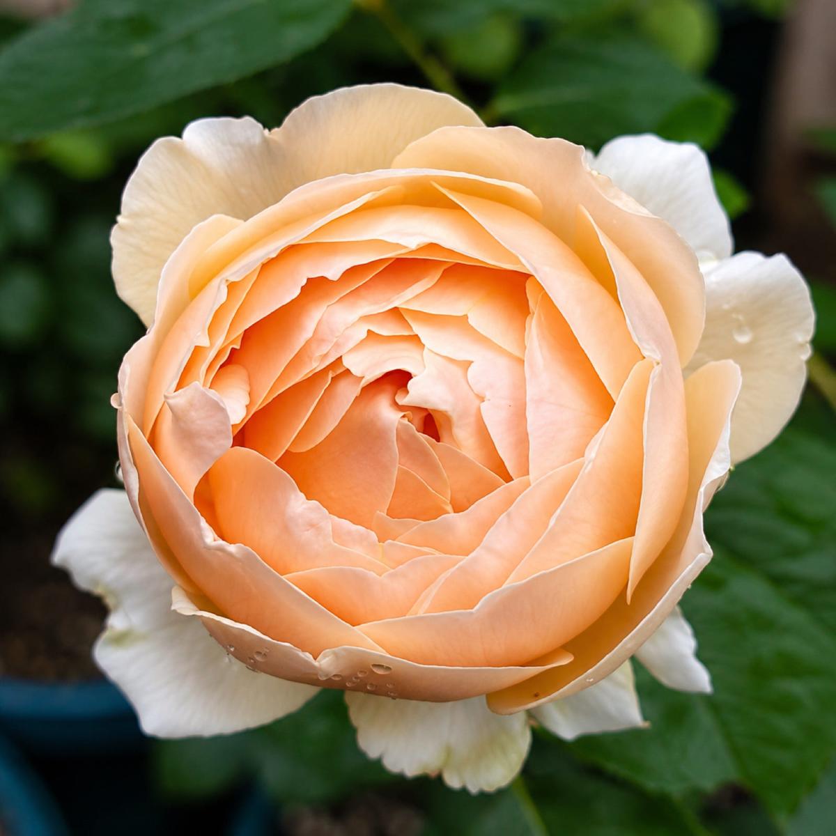 无名的裘德 Rosestyle 鲜活玫瑰植株