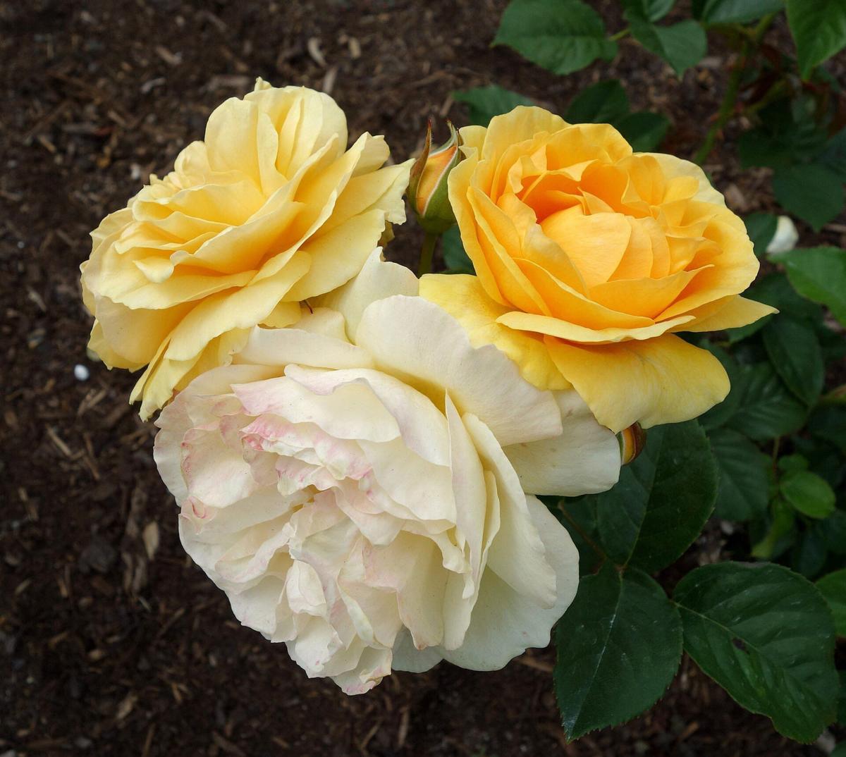 Julia Child rose plant from Rosestyle