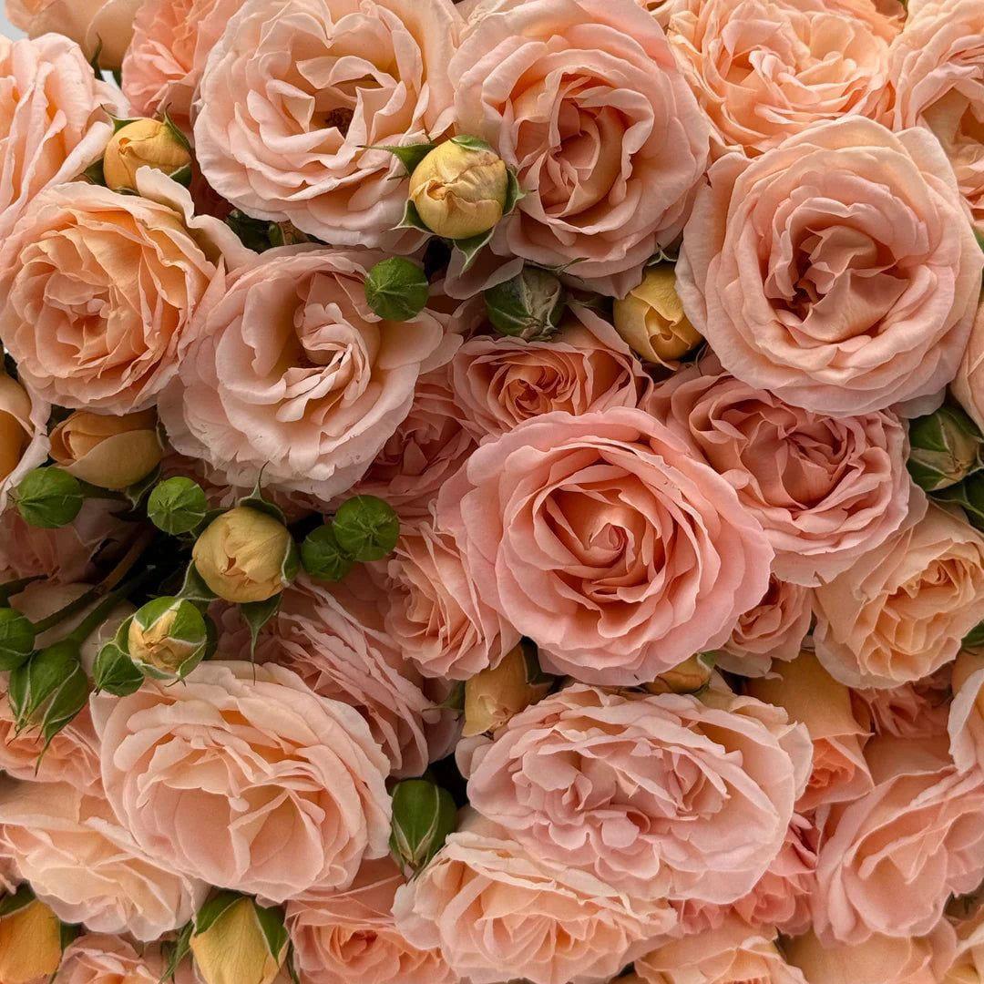 Julianne rose plant from Rosestyle