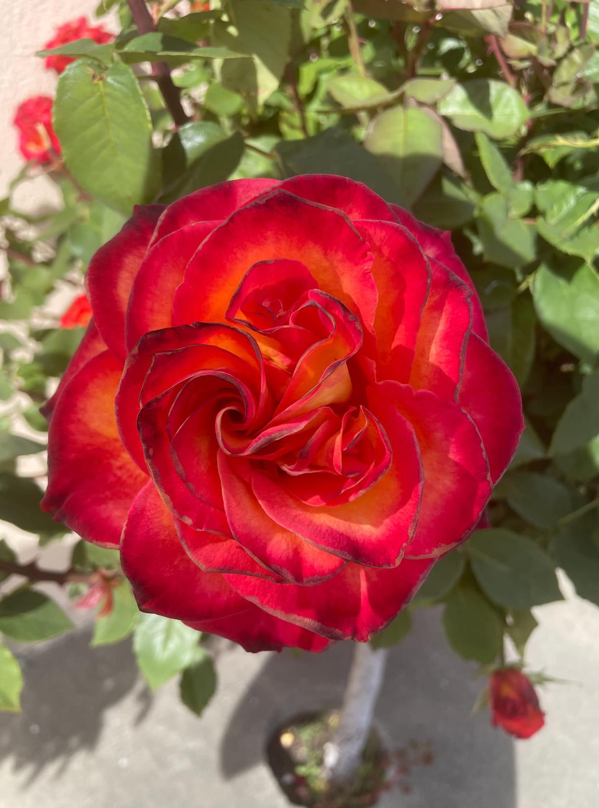 Ketchup & Mustard rose plant from Rosestyle