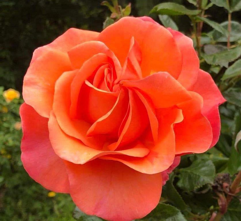 Lady B Peach rose plant from Rosestyle