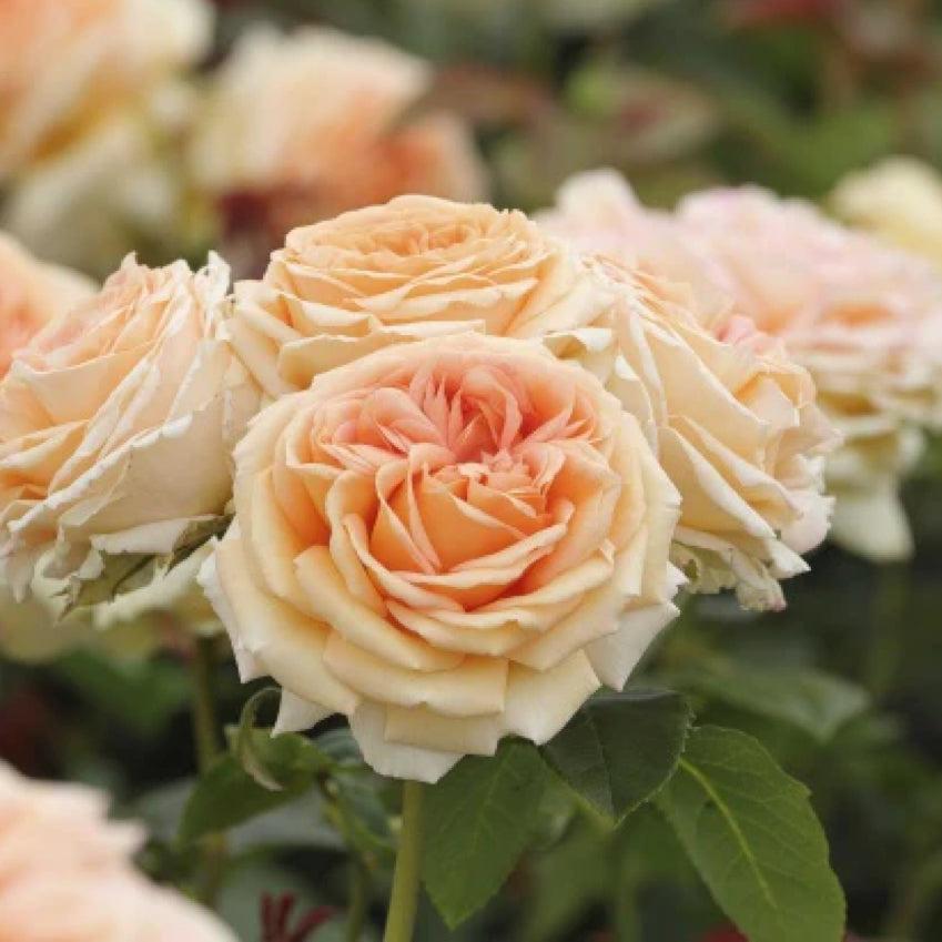 Lady Capri rose plant from Rosestyle