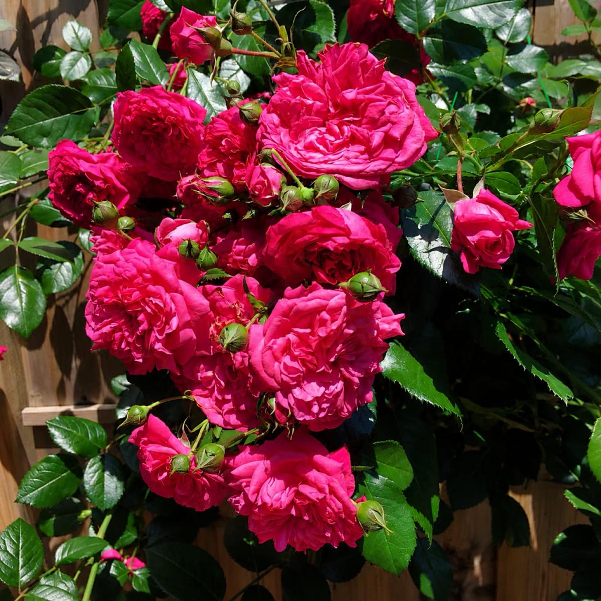 拉古纳 Rosestyle 鲜活玫瑰植株